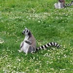 Anthony Samson - @anthony_789000 - Instagram