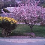 Anthony Schiller - @transtar123 - Instagram