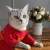 Cats who love food - @anthony0senn - TikTok