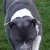 TONY4PITBULLS - @anthonyrsereno - TikTok