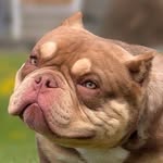 Anthony Shaffer - @envylinebullies - Instagram