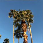 Marvellous - @anthonysnodgrass753 - Instagram