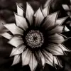 Anthony Sprague - @anthonysprague978 - TikTok