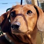 Anthony Sprague - @anthony_dachshund - Instagram