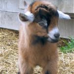 Joey Anthony Sprague - @joeysprague1goat - Instagram