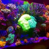 user5640495024856 - @anthonysreef - TikTok