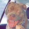Anthony Staiano - @anthonystaiano - TikTok