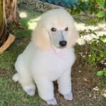 De Encantos Lord Anthony Standard Poodle - @de_encantos_lord_anthony - Instagram