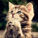 Anthony Steinhoff - @anthonys_cat_account - Instagram