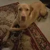 Anthony Steinour - @anthony.steinour - TikTok