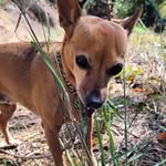 Anthony Summa - @adogstaleoakland - Instagram