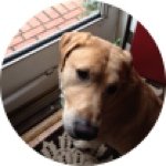 Anthony Tortora - @peppertoni2 - Instagram