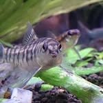 Anthony  Tsai - @blueflyii - Instagram