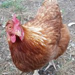Anthony tso - @buckthechicken_yt - Instagram