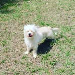 Anthony Vilchis - @anthony_vilchis313 - Instagram