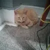 Anthony Villeda - @anthony.villeda4 - TikTok