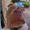 bigmac - @anthony.vittone21 - TikTok