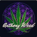 Anthony Weed - @anthonyweed_medicinacannabica - Instagram