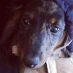 Anthony Weiner - @anthonyweinerdog - Instagram