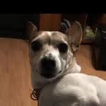 Anthony Weiser - @daisy_the_rat_terrier_45679 - Instagram