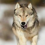 ANTHONY....WOlf - @anthony__wolf - Instagram