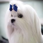 Anthony Yang - Facebook