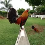 Tony Zatarain - Facebook