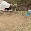 Antoine McLean - @antoine.mclean - TikTok