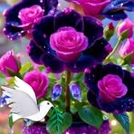 Antoine Silva - Facebook