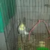 antoinesilva597 - @antoinesilva597 - TikTok