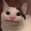Anton Becker - @anton.becker - TikTok