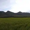 Anton_Bird_Farm - @userwputkazit8r - TikTok