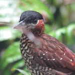 Birding Anton Valley - @birdingantonvalley - Instagram