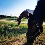 Anton & Henry💕 - @flyinghorses49 - Instagram