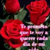 antonihoustonrodr - @antonihoustonrodr - TikTok