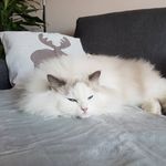 Anton, Morris, Milo & Monti - @lifewithgiantcatsandtinydogs - Instagram