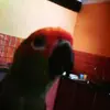 Anton Opperman587 - @antonopperman - TikTok