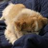 Anton_D_Pham - @anton_d_pham - TikTok