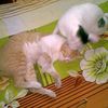 Anton Pham - @30249480153 - TikTok
