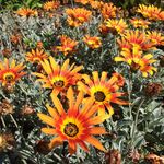 Anton Roos - @wbnlandscaping - Instagram