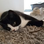 Anton & Salem🐱 - @anton.and.salem - Instagram