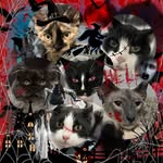 kiwi + tobias + anton + salem + kipper + nimbu - @lilouwuvskitty - Instagram