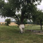 Anton - @welshpony_anton - Instagram
