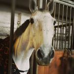 Pia ❤️🏇 - @anton_the_welsh - Instagram