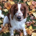 Welsh Springer Spaniel - @welshen_anton - Instagram
