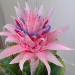 Antonia Xuereb - Facebook