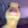 Antonia Johnson - @antonia.johnson0 - TikTok