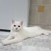 Antonia Mariscal - @antonia.mariscal - TikTok