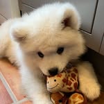 Antonia Simpson - @granebearbouncer - Instagram