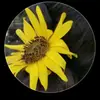 Antonio Aispuro Gonzales - @antonio.aispuro.g - TikTok
